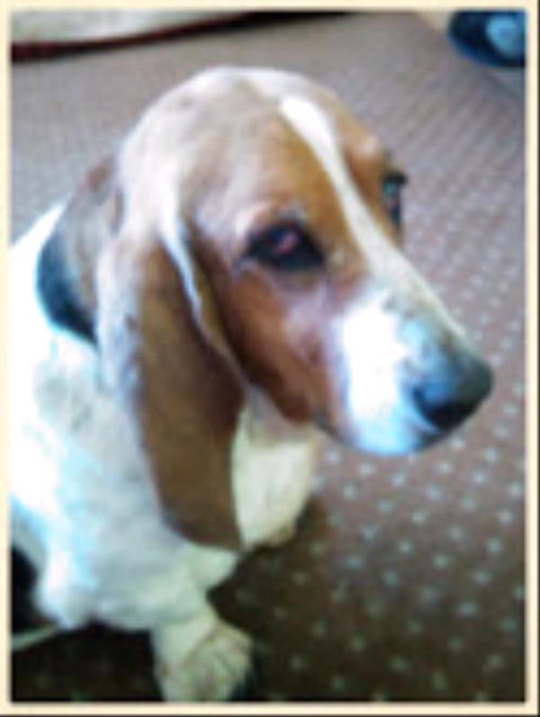 /Images/uploads/Humane Society of Utah/HSUCalendar/entries/610thumb.jpg